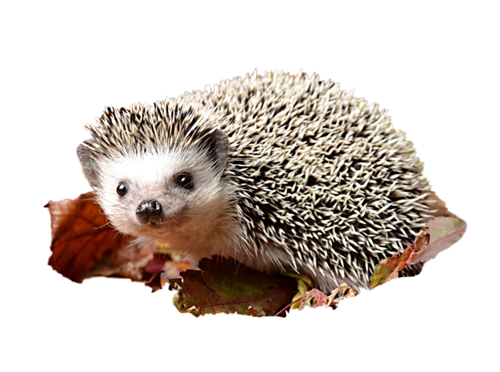 őszi állatok_191.png